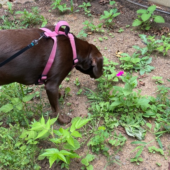 Our Bailey & meet Sadie —part 2 - Picture 12 of 16